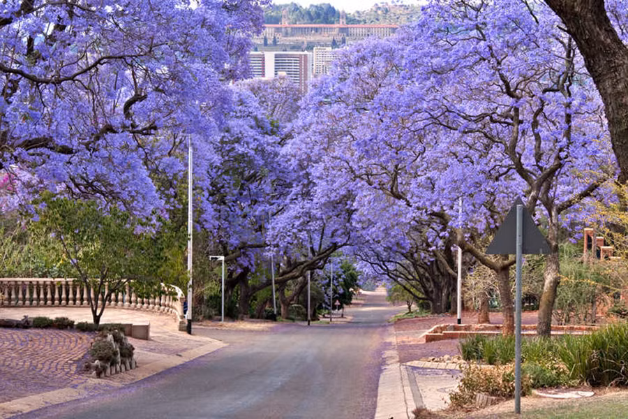 Nếu bạn đến Nam Phi vào thời gian khoảng tháng tháng 10 và tháng 11, bạn sẽ ấn tượng vô cùng trước những cây pretoria với những chùm hoa màu tím đang nở bung rực rỡ khắp các phố phường. Những hàng cây hoa tím này khiến các con đường trở nên lãng mạn hơn, nhất là vào buổi hoàng hôn. 