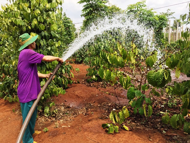 Người dân khoan giếng tìm nguồn nước nỗ lực cứu cây trồng.