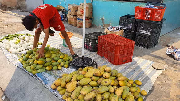 Cậu bé Trung Chỉnh bán xoài phụ mẹ - Ảnh: M.DŨNG