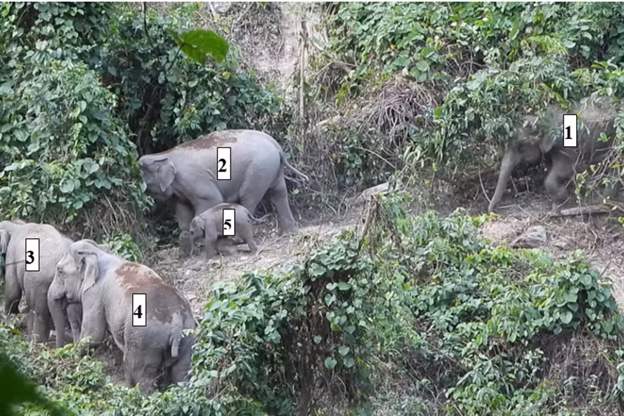  Đàn voi xuất hiện tại khu rừng ở Quảng Nam.