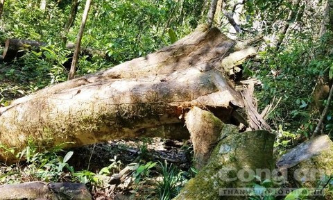 Hiện trường còn một số cây bị cưa chưa được vận chuyển