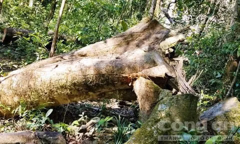 Hiện trường còn một số cây bị cưa chưa được vận chuyển