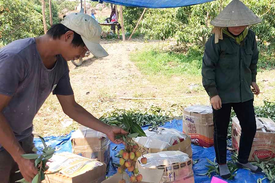 Gia đình anh Trần Văn Sơn (thôn 3, xã Đông, huyện Kbang) thu hoạch vải bán cho thương lái. Ảnh: N.M  Gia đình anh Trần Văn Sơn (thôn 3, xã Đông, huyện Kbang) thu hoạch vải bán cho thương lái. Ảnh: N.M