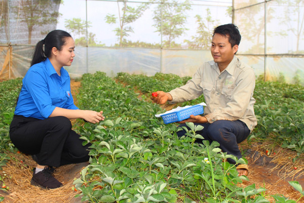 Anh Võ Hoàn Hảo chia sẻ kinh nghiệm trồng dâu tây với thanh niên xã Ia Yok. Ảnh: T.B