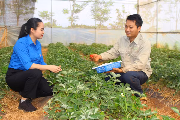 Anh Võ Hoàn Hảo chia sẻ kinh nghiệm trồng dâu tây với thanh niên xã Ia Yok. Ảnh: T.B
