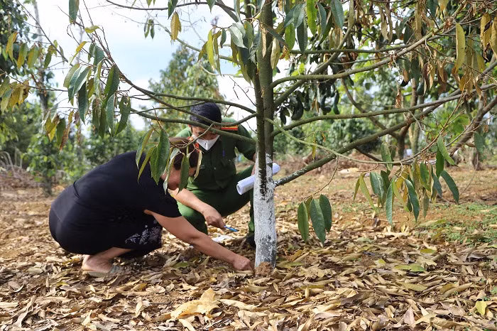  Lực lượng chức năng khám nghiệm hiện trường vụ khoan gốc 