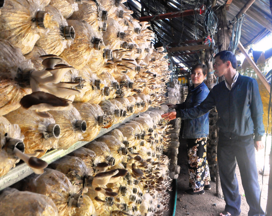 Tham quan mô hình trồng nấm của chị Oanh. Ảnh: Trần Dung