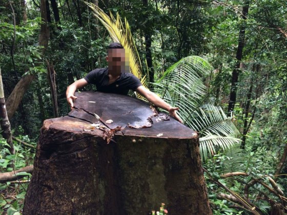 Một cây gỗ to bằng 2 người ôm bị đốn hạ