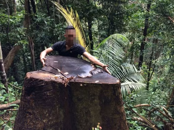 Một cây gỗ to bằng 2 người ôm bị đốn hạ