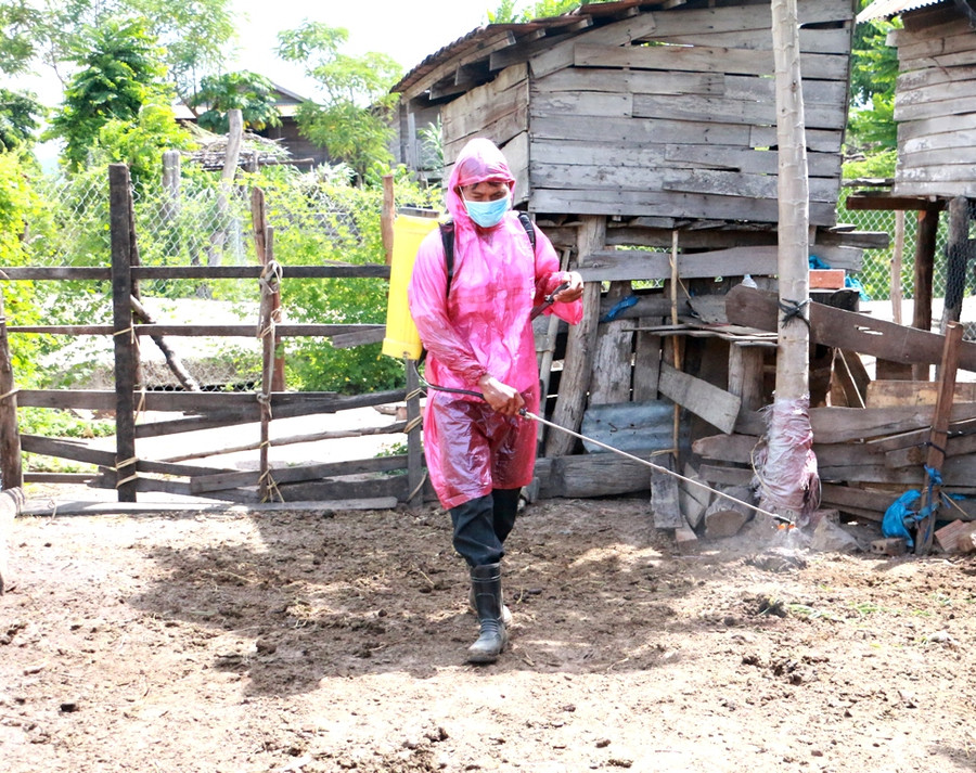 Tiến hành phun hóa chất tiêu độc, khử trùng chuồng trại trên toàn xã. Ảnh: Q.T