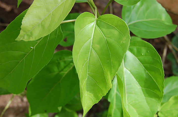 Lá vông: Là cây thuốc mọc hoang và được trồng ở khắp nơi trong nước ta để làm hàng rào và lây lá ăn, hoặc làm cảnh. Theo y học cổ truyền, lá vông có vị đắng nhạt, hơi chát, tính bình, có tác dụng hoạt huyết, an thần, kích thích ngủ, điều trị huyết áp cao. Y học cổ truyền thường dùng lá vông trong các bài thuốc điều trị chứng mất ngủ, suy nhược thần kinh. Lá vông: Là cây thuốc mọc hoang và được trồng ở khắp nơi trong nước ta để làm hàng rào và lây lá ăn, hoặc làm cảnh. Theo y học cổ truyền, lá vông có vị đắng nhạt, hơi chát, tính bình, có tác dụng hoạt huyết, an thần, kích thích ngủ, điều trị huyết áp cao. Y học cổ truyền thường dùng lá vông trong các bài thuốc điều trị chứng mất ngủ, suy nhược thần kinh.