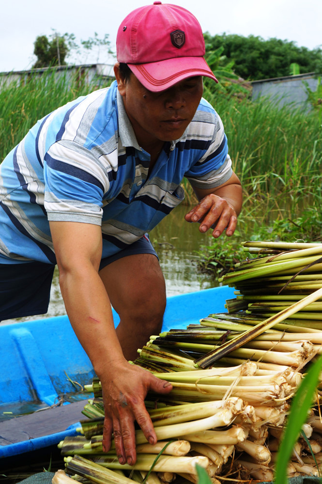 Thu hoạch bồn bồn tươi. Thu hoạch bồn bồn tươi.