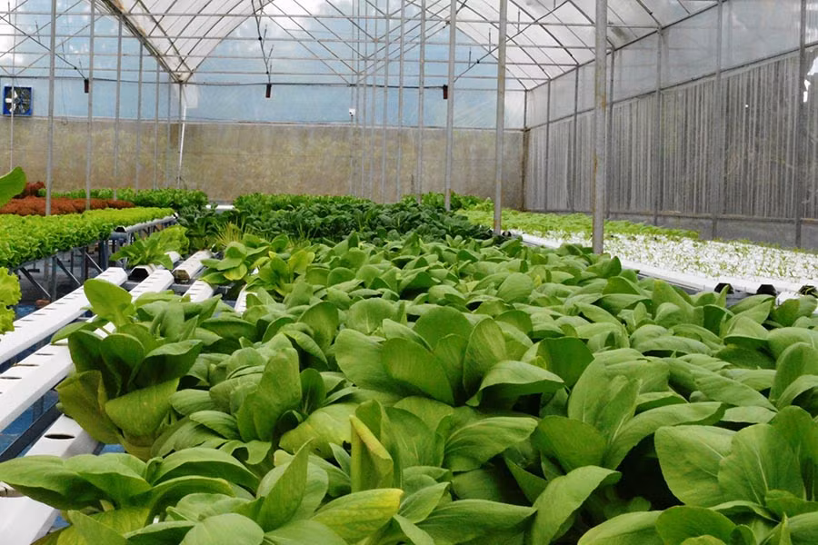  Vườn rau thủy canh hồi lưu của anh Bic. Ảnh: Dạ Yến Thảo