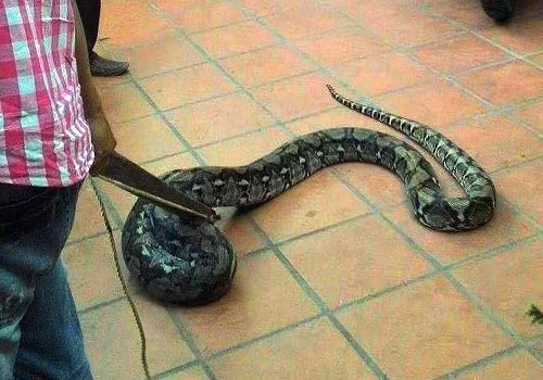 Con trăn bị người dân vây bắt trong vòng 15 phút.