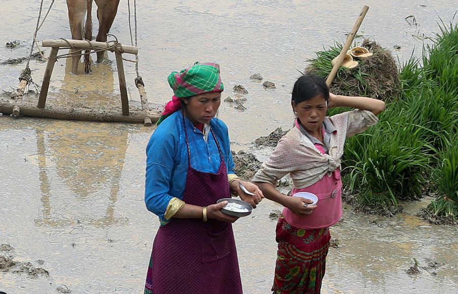 Đứng ăn ngay bên bờ ruộng.