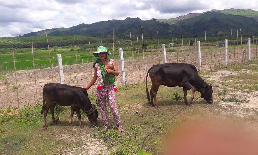 Chị Rung (làng Cụm, xã Đak Tơ Ver, huyện Chư Pa) chăm sóc bò được cấp đã sinh sản. Ảnh: Tường Vy Chị Rung (làng Cụm, xã Đak Tơ Ver, huyện Chư Pa) chăm sóc bò được cấp đã sinh sản. Ảnh: Tường Vy