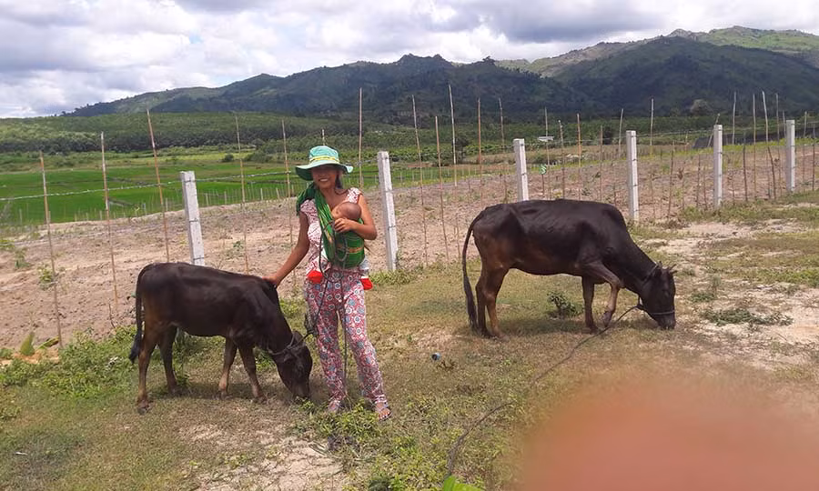  Chị Rung (làng Cụm, xã Đak Tơ Ver, huyện Chư Pa) chăm sóc bò được cấp đã sinh sản. Ảnh: Tường Vy