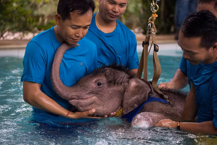 Cô voi 6 tháng tuổi “Clear Sky” được chữa trị bằng liệu pháp nước tại một cơ sở thú y ở tỉnh Chonburi, Thái Lan vào đầu năm 2017. Cô voi này bị mất một phần chân trái. Ảnh: getty.