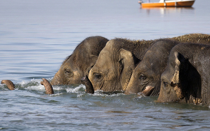 Voi châu Á tại rạp xiếc Knie tắm trên bờ hồ Geneva ở Thụy Sĩ. Ảnh: getty.