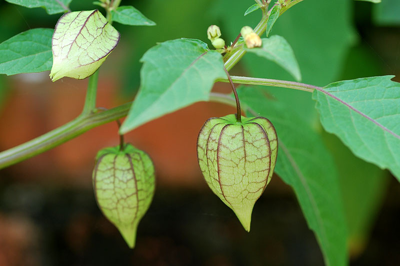 Nó còn có tác dụng trong điều trị bệnh đái tháo đường.