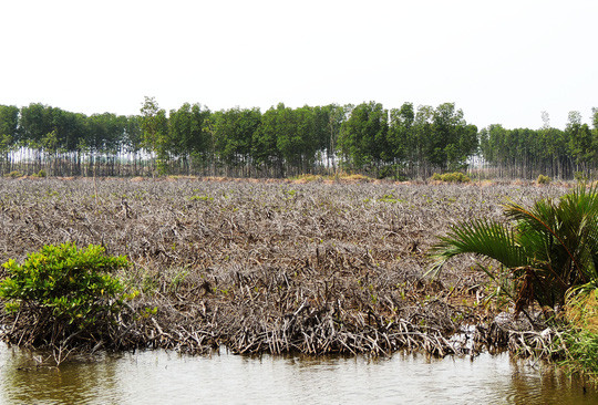 Hiện trường vụ xóa sổ hàng chục héc ta rừng đước bảo tồn tại Khu bảo tồn thiên nhiên đất ngập nước huyện Thạnh Phú. Hiện trường vụ xóa sổ hàng chục héc ta rừng đước bảo tồn tại Khu bảo tồn thiên nhiên đất ngập nước huyện Thạnh Phú.