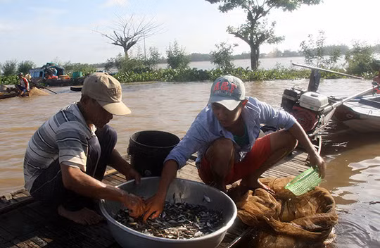 Năm nay, nước về sớm báo hiệu một mùa lũ 