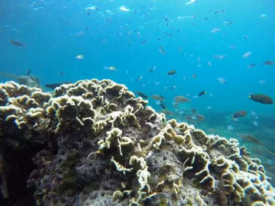 Theo đánh giá của các nhà khoa học, Hòn Cau là vùng biển có các rạn san hô nguyên thủy dài hơn 2 km, còn giữ được độ bao phủ cao với trên 230 loài san hô, trong đó có nhiều loài chỉ có ở vùng biển này.