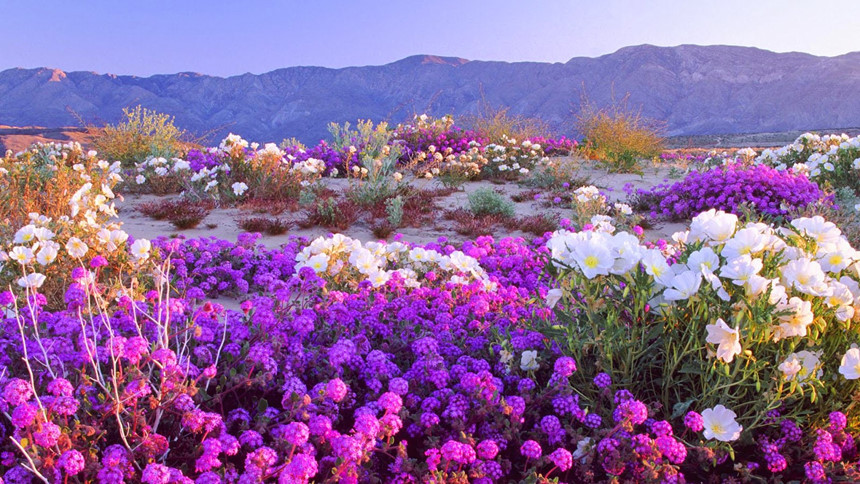 Một số nhanh chóng mọc lên sau mưa, đơm hoa kết hạt trong thời gian ngắn, trước khi đất khô hẳn. Hạt mới có thể nằm trong đất khô nhiều năm, chờ đợt mưa tiếp theo để sinh sôi. Ảnh: The View from Fez.