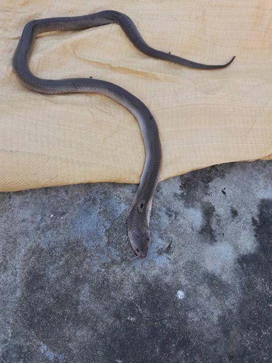 Con răn hổ mang cắn chết ông Lợi.