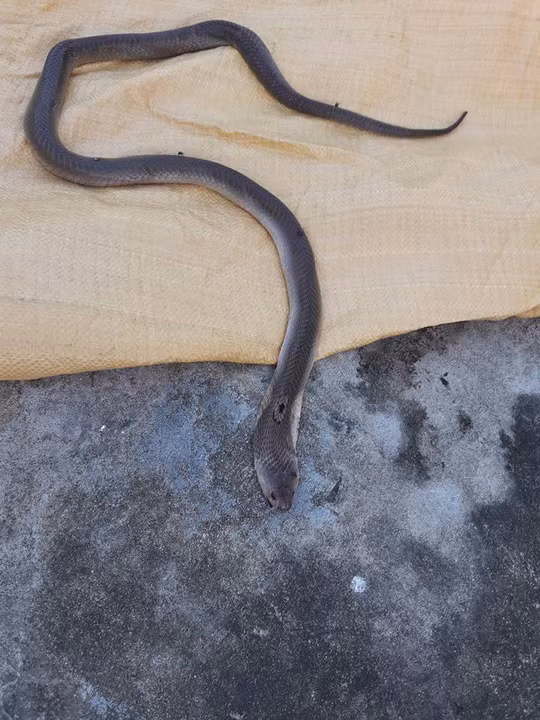 Con răn hổ mang cắn chết ông Lợi.