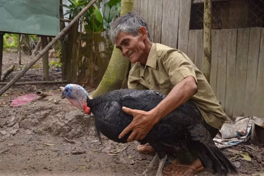 Bằng sức lao động và lối sống giản dị, tiết kiệm, vợ chồng ông Ba Thành đã 