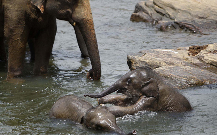 Hai voi con chơi đùa lúc được tắm tại một con sông gần trại “mồ côi” voi Pinnawala, cách thủ đô Sri Lanka 45km. Ảnh: ap.