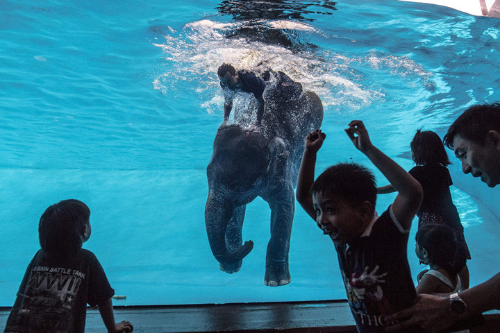  Một cậu bé thích thú khi voi Saen Dao và quản tượng lao xuống nước trong màn trình diễn của mình. Ảnh: getty.