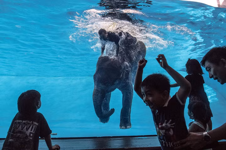  Một cậu bé thích thú khi voi Saen Dao và quản tượng lao xuống nước trong màn trình diễn của mình. Ảnh: getty.