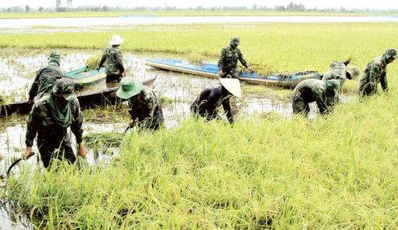 Bộ đội giúp nông dân Long An thu hoạch lúa chạy lũ về sớm