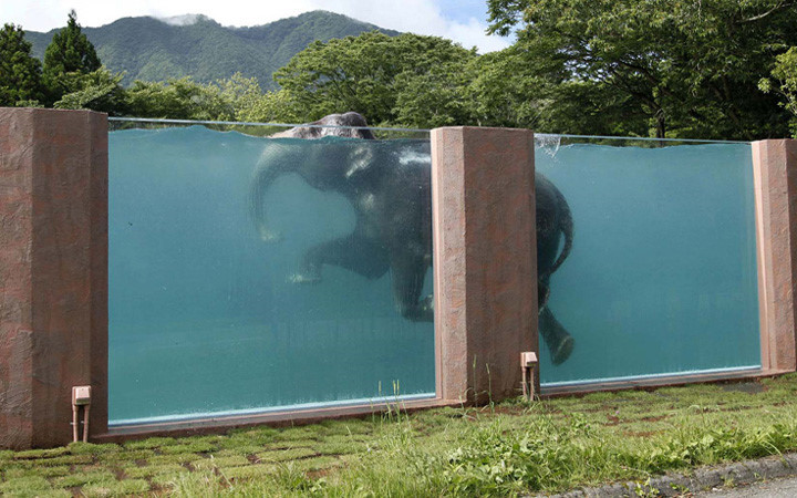 Một chú voi châu Á bơi trong một bể bơi dài 65m tại công viên Fuji Safari ở chân núi Phú Sĩ, tây nam thủ đô Tokyo, Nhật Bản. Ảnh: ap.