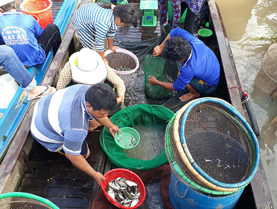 Cảnh buôn bán tại chợ cá đầu nguồn tấp nập, nhộn nhịp. Cảnh buôn bán tại chợ cá đầu nguồn tấp nập, nhộn nhịp.