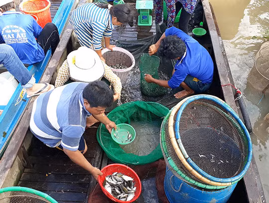 Cảnh buôn bán tại chợ cá đầu nguồn tấp nập, nhộn nhịp.