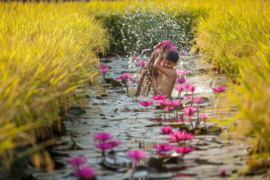 "Thu hoạch bông súng". Bông súng là một trong những đặc sản chỉ có mùa nước nổi. "Thu hoạch bông súng". Bông súng là một trong những đặc sản chỉ có mùa nước nổi.