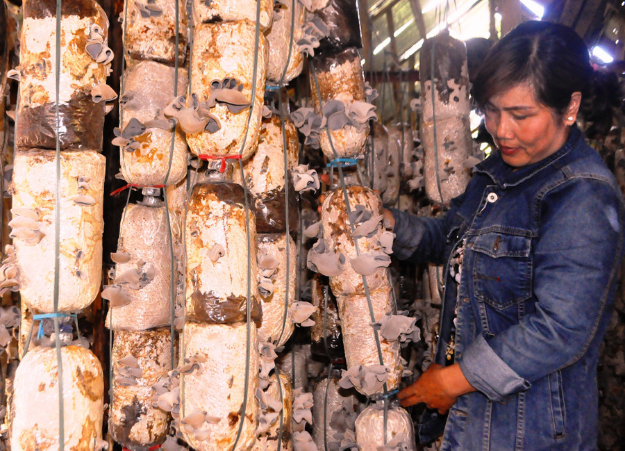 Người trồng nấm phải kiên trì, chịu khó và chăm nấm như… chăm con. Ảnh: Trần Dung