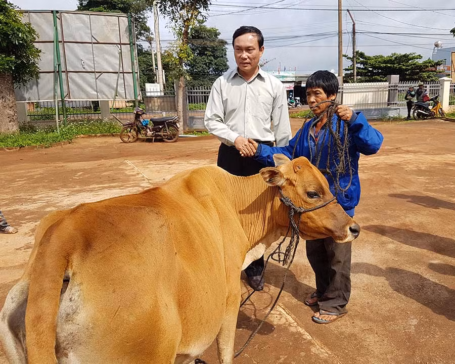  Cấp bò cho hộ ông Rlan Nhok, đối tượng có công với cách mạng, xã Ia Hrú. Ảnh: Lê Trang