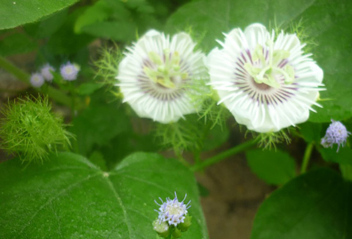 Lạc tiên là bài thuốc dưỡng tâm, an thần phổ biến được dùng trong hầu hết các bài thuốc chữa mất ngủ của Đông Y. Lạc tiên có thể dùng với nhiều phương pháp khác nhau, có người lấy để nấu canh, cũng có người lấy lạc tiên phơi khô để hãm nước uống như chè. Bất kể ăn hay uống trà lạc tiên đều có tác dụng giảm bớt chứng mất ngủ, khó ngủ, hồi hộp. Lạc tiên là bài thuốc dưỡng tâm, an thần phổ biến được dùng trong hầu hết các bài thuốc chữa mất ngủ của Đông Y. Lạc tiên có thể dùng với nhiều phương pháp khác nhau, có người lấy để nấu canh, cũng có người lấy lạc tiên phơi khô để hãm nước uống như chè. Bất kể ăn hay uống trà lạc tiên đều có tác dụng giảm bớt chứng mất ngủ, khó ngủ, hồi hộp.