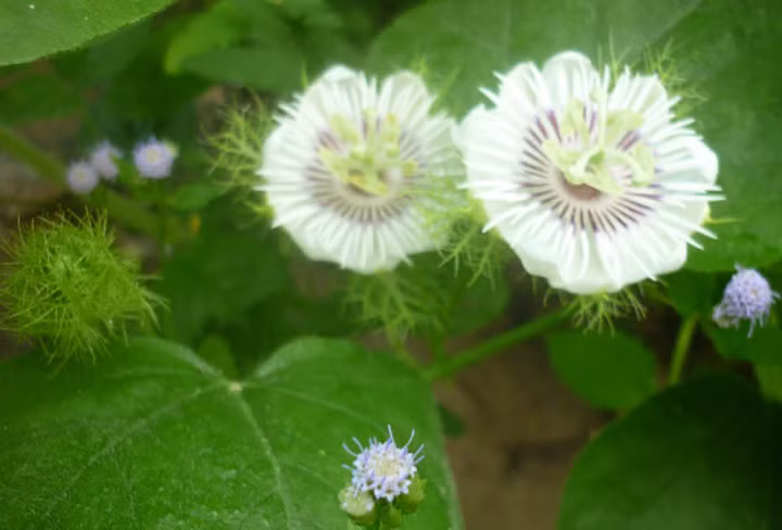 Lạc tiên là bài thuốc dưỡng tâm, an thần phổ biến được dùng trong hầu hết các bài thuốc chữa mất ngủ của Đông Y. Lạc tiên có thể dùng với nhiều phương pháp khác nhau, có người lấy để nấu canh, cũng có người lấy lạc tiên phơi khô để hãm nước uống như chè. Bất kể ăn hay uống trà lạc tiên đều có tác dụng giảm bớt chứng mất ngủ, khó ngủ, hồi hộp.