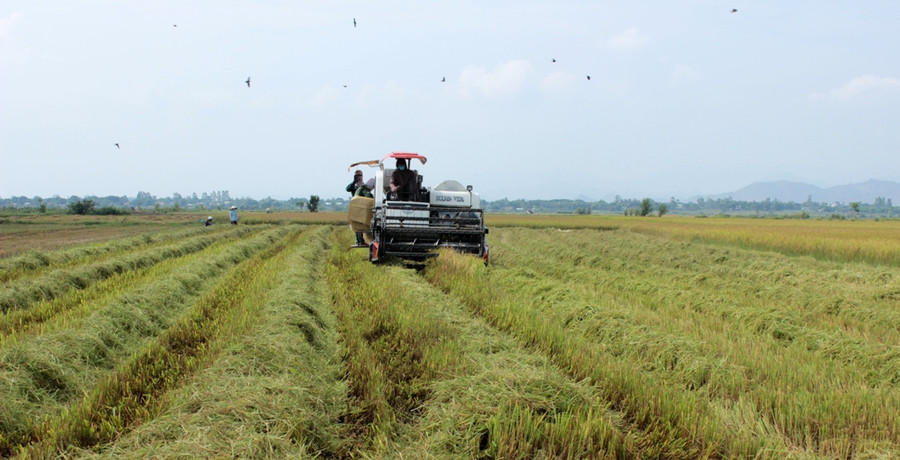 Giống lúa TBR225 là giống lúa chất lượng đã được trồng thí điểm trên địa bàn cho năng suất cao. Ảnh: Q.T