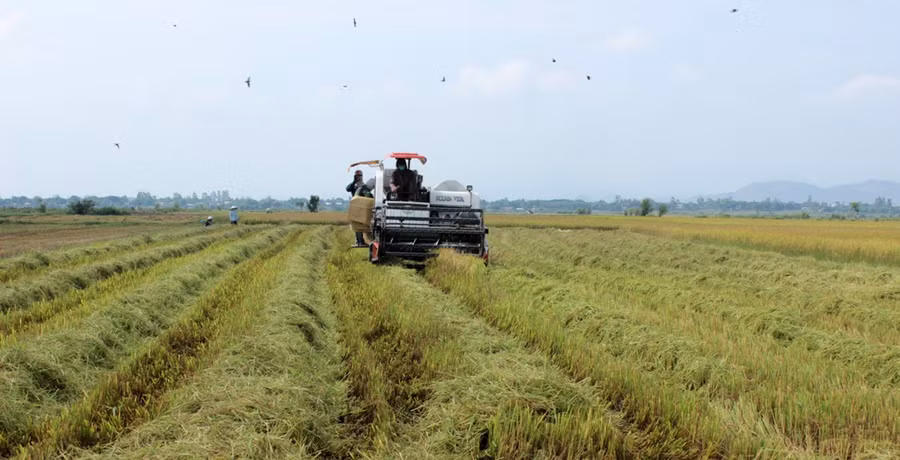 Giống lúa TBR225 là giống lúa chất lượng đã được trồng thí điểm trên địa bàn cho năng suất cao. Ảnh: Q.T