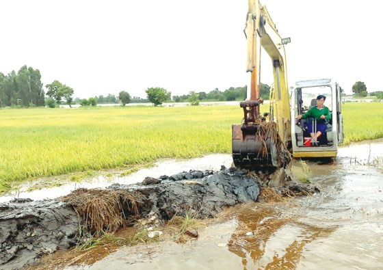 Gia cố đê bao bảo vệ lúa ở Long An