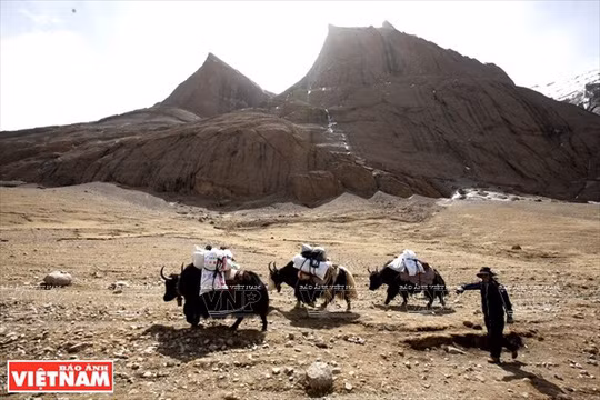 Đoàn Jack (Trâu rừng) của Tây Tạng vận chuyển tư trang của du khách theo đoàn Kora.