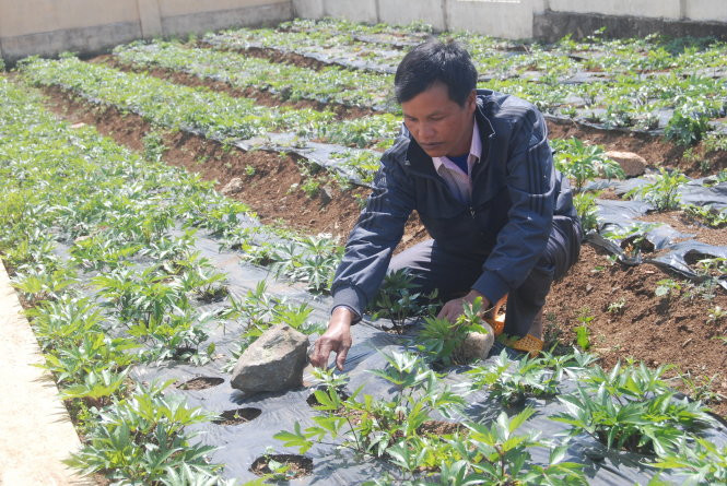 A Thuấn (thôn Đăk King 1) bên luống đương quy trồng trước nhà. Thuấn nghĩ ra cách che nilông để ngăn nước bốc hơi, giảm tưới. A Thuấn (thôn Đăk King 1) bên luống đương quy trồng trước nhà. Thuấn nghĩ ra cách che nilông để ngăn nước bốc hơi, giảm tưới.