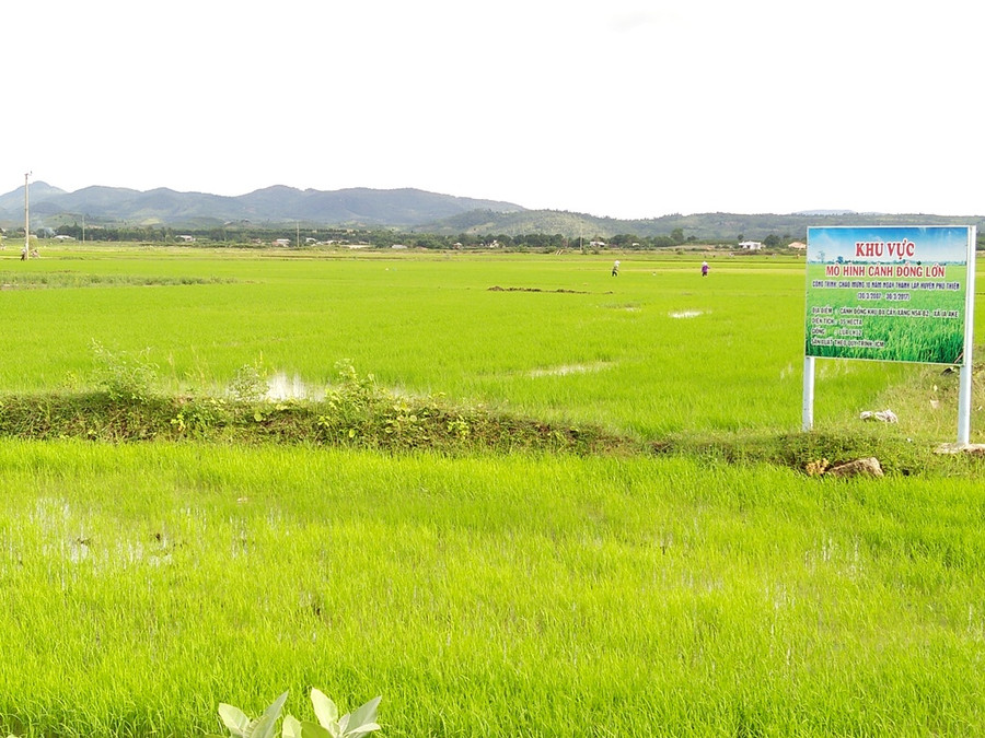 Hiện bà con tham gia mô hình đã hoàn thành việc gieo sạ và đang tập trung chăm sóc. Ảnh: Q.T