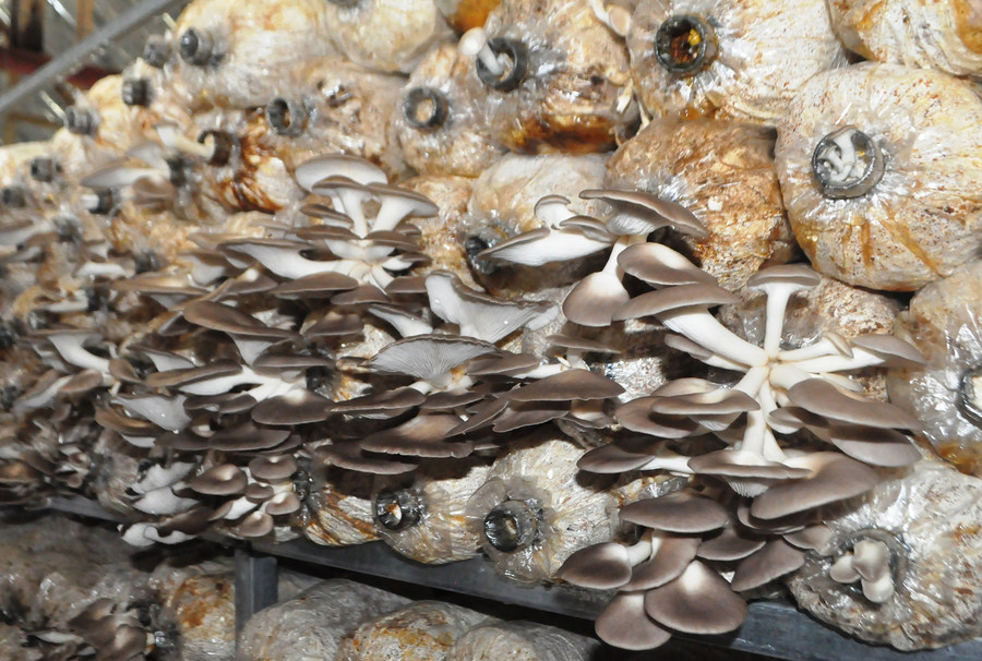 Nấm đang trong mùa thu hoạch. Ảnh: Trần Dung